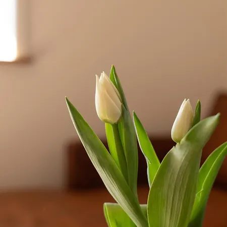 Apartament Reethus 22 Loft 1 Timmendorfer Strand